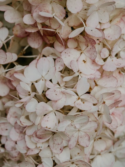white and pink flower petals